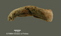 Ochmacanthus flabelliferus FMNH 53263 holo lat
